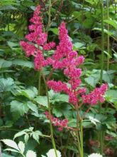 Astilbe à feuilles simples 'Aphrodite'