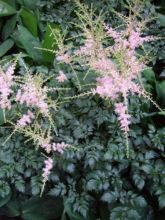 Astilbe à feuilles simples 'Hennie Graafland'