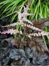 Astilbe Chocolate Shogun