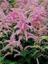 Astilbe arendsii Bressingham Beauty