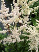 Astilbe arendsii Bumalda -  Astilbe d'Arends blanche