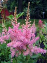 Astilbe arendsii Cattleya