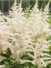 Astilbe de Chine Milk and Honey