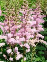 Astilbe de Chine 'Pumila'