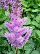 Astilbe de Chine 'Purpurkerze'