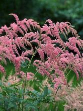 Astilbe thunbergii Straussenfeder - Astilbe thunbergii Ostrich Plume