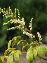 Astilbe rivularis Grandiflora