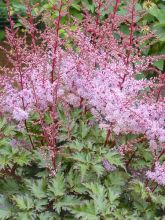 Astilbe du Japon 'Delft Lace'