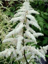 Astilbe du Japon 'Deutschland'