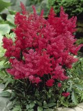 Astilbe du Japon 'Montgomery'