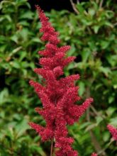 Astilbe du Japon 'Red Sentinel'