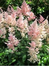 Astilbe thunbergii 'Professor van der Wielen' - Buy It Now!