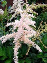 Astilbe simplicifolia Pink Lightning