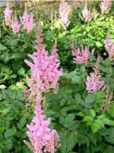 Astilbe 'Vision in Pink'