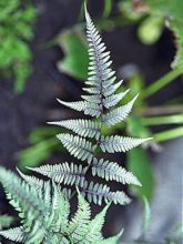 Athyrium niponicum 'Metallicum'