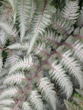 Athyrium niponicum 'Pewter Lace'