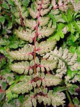 Athyrium niponicum var. pictum Red Beauty, Fougère femelle