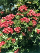 Aubépine - Crataegus laevigata Paul's Scarlet