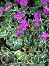 Aubriète, Aubrietia Argenteovariegata