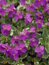 Aubriète 'Dr Mules Variegated'