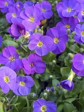 Aubriète 'Kittee Bleu Blue'