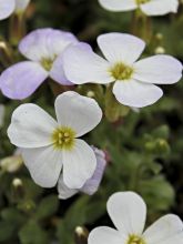 Aubriète Kitte White - Aubrieta x gracilis en pot de 2/3 L