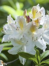 Azalée de Chine Daviesii - Azalea mollis