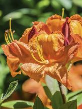 Azalée Glowing Embers - Rhododendron molle