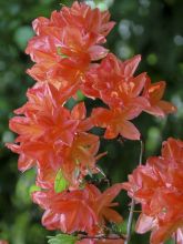 Azalée de Chine Brilliant Red - Azalea mollis