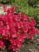 Azalée japonaise - Azalea japonica Arabesk