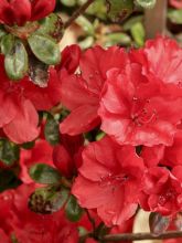 Rhododendron Ardeur