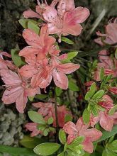 Azalée japonaise 'Blaauws Pink'