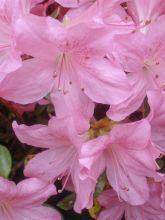 Azalée japonaise Gilbert Mullie - Azalea japonica