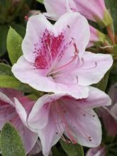 Azalée du Japon Ho Oden - Rhododendron hybride