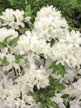 Azalée du Japon Schneewittchen - Rhododendron hybride