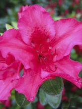 Azalée du Japon Vuyk's Rosyred - Rhododendron hybride.