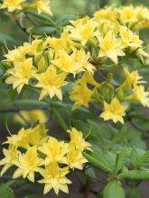 Azalée de Chine Narcissiflora - Azalea (x) luteum