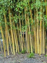 Bambou doré 'Holochrysa'