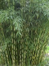 Fargesia robusta Campbell - Bambou non traçant