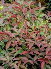 Nandina domestica FLIRT- Bambou sacré nain