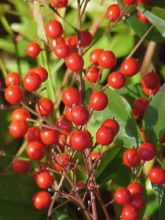 Nandina domestica Richmond - Bambou sacré