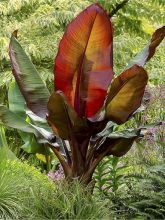 Ensete ventricosum Maurelii - Bananier rouge d'Abyssinie