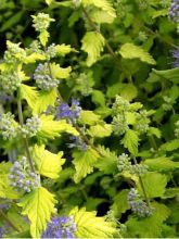 Caryopteris incana Sunshine Blue® - Barbe-bleue, Spirée bleue