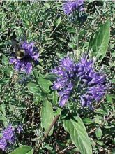 Caryopteris x clandonensis Heavenly Blue