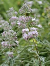 Barbe-bleue, Spirée bleue 'Stephi '