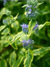 Caryopteris Summer Sorbet® - Spirée Bleue, Barbe-bleue