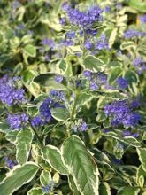 Caryopteris White Surprise® - Spirée bleue, Barbe-bleue