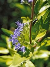 Caryopteris Worcester Gold - Spirée bleue, Barbe-bleue