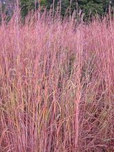 Andropogon gerardii Prairie Sommer