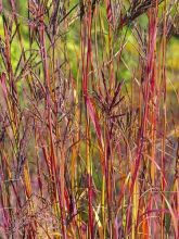 Andropogon hallii Purple Konza